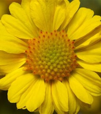 Blanket Flower Sunrita™ Golden Yellow